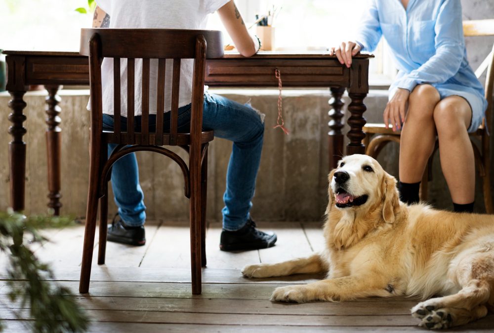 What is Dog Boarding and How Does it Work?